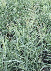 Panicum virgatum 'Prairie Sky'